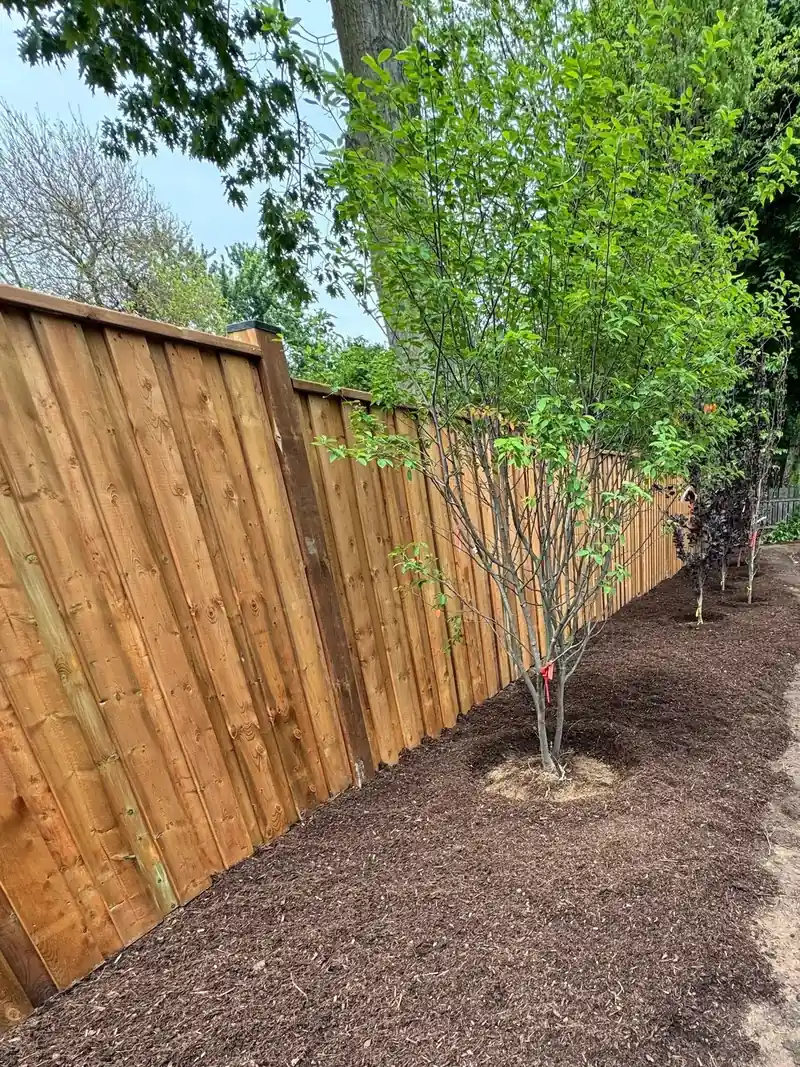 New cedar privacy fence with young trees planted in a fresh mulch bed